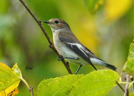 REENCUENTRO CON ELEONOR Y OTRAS HISTORIAS