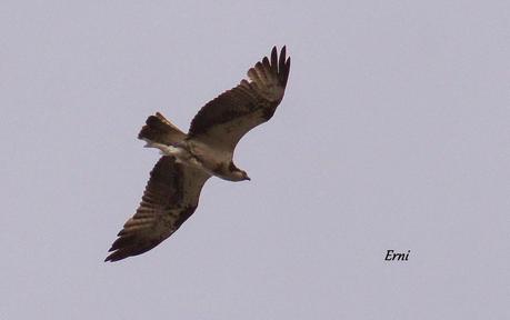 REENCUENTRO CON ELEONOR Y OTRAS HISTORIAS