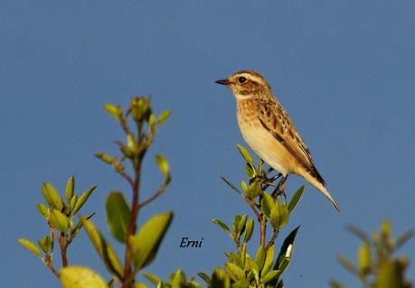 REENCUENTRO CON ELEONOR Y OTRAS HISTORIAS