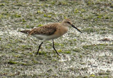REENCUENTRO CON ELEONOR Y OTRAS HISTORIAS