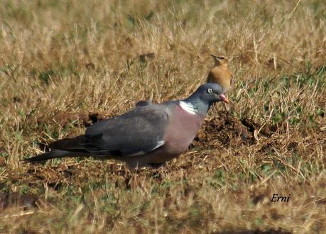 REENCUENTRO CON ELEONOR Y OTRAS HISTORIAS