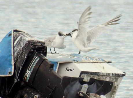 REENCUENTRO CON ELEONOR Y OTRAS HISTORIAS