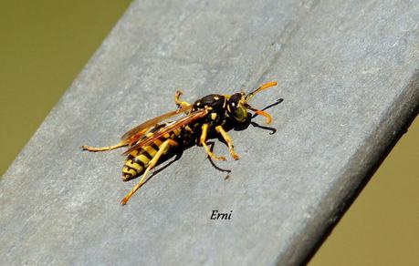 REENCUENTRO CON ELEONOR Y OTRAS HISTORIAS