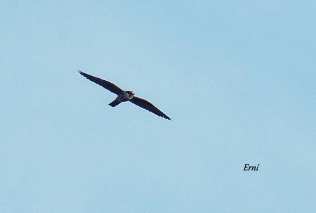 REENCUENTRO CON ELEONOR Y OTRAS HISTORIAS