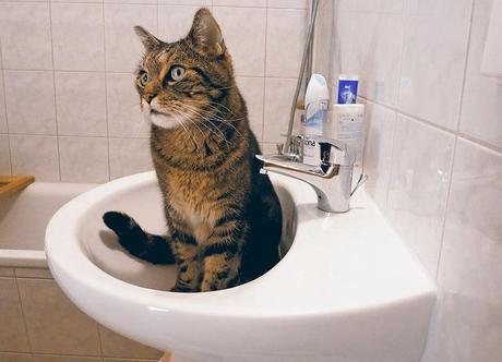 Algunos comportamientos extraños de los gatos, ¿por qué lo hacen? gato en el lavabo