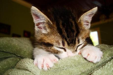 Algunos comportamientos extraños de los gatos, ¿por qué lo hacen? gato chupando un tejido