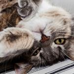 Algunos comportamientos extraños de los gatos, ¿por qué lo hacen? comportamientos extraños de los gatos, ¿por qué lo hacen?