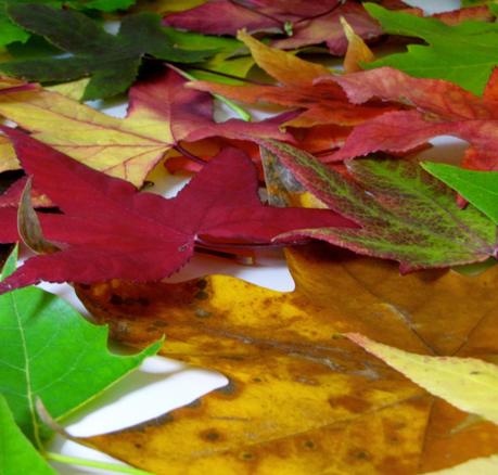 LOS COLORES DEL OTOÑO...