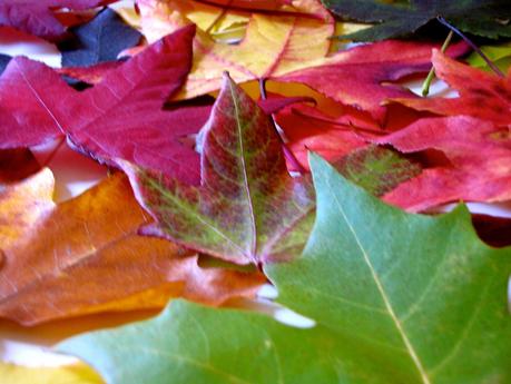 LOS COLORES DEL OTOÑO...