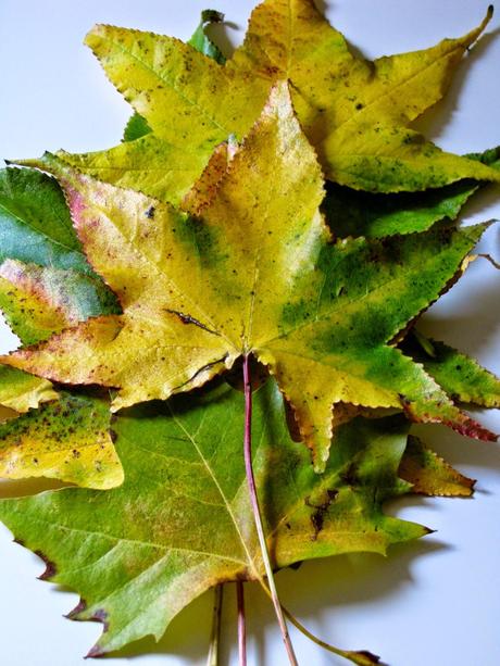 LOS COLORES DEL OTOÑO...