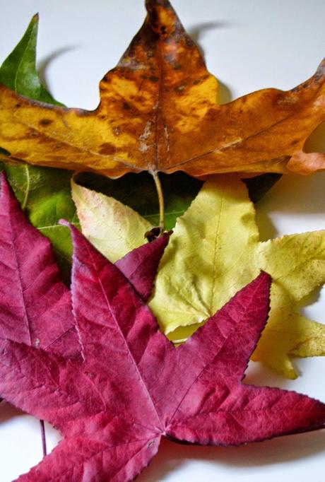 LOS COLORES DEL OTOÑO...