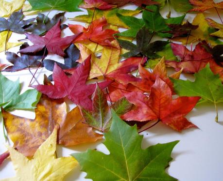 LOS COLORES DEL OTOÑO...