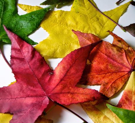 LOS COLORES DEL OTOÑO...