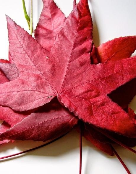 LOS COLORES DEL OTOÑO...