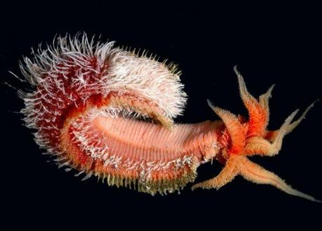 27 Increíbles criaturas del océano que parecen de ciencia ficción (1)