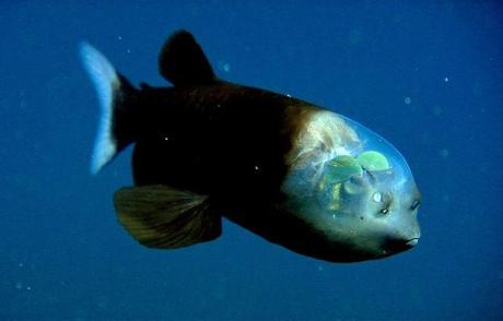 27 Increíbles criaturas del océano que parecen de ciencia ficción (1)