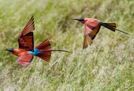 Abejaruco carmesí sureño