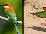 Abejaruco cabecirrufo