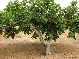 San Amaro, Pepe Leches y El Tenazas San Amaro, Pepe Leches y El Tenazas