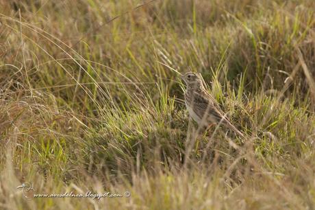 Cachirla pálida (Hellmayr´s Pipit) Anthus hellmayri
