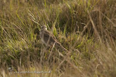 Cachirla pálida (Hellmayr´s Pipit) Anthus hellmayri