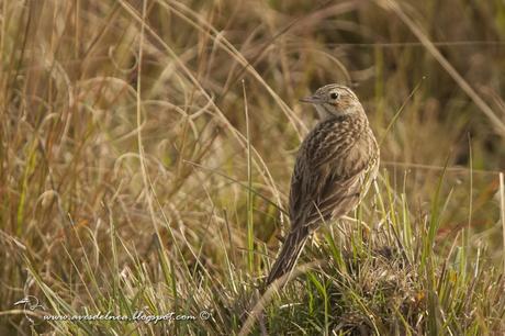 Cachirla pálida (Hellmayr´s Pipit) Anthus hellmayri