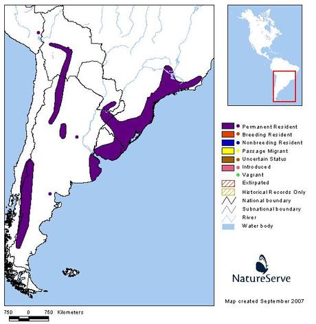 Cachirla pálida (Hellmayr´s Pipit) Anthus hellmayri
