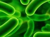Probioticos para Mejorar Absorción Nutrientes