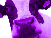 Ideas para búsqueda “vaca púrpura”