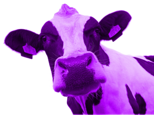 purple-cow1
