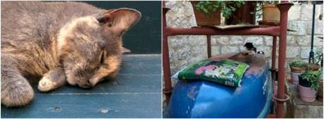 Croacia_trip1_dubrovnik patios