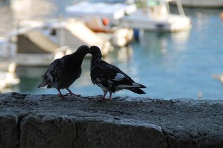 Croacia_trip1_palomas dubrovnik