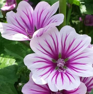 ♥ Glosario de Belleza con la 