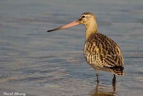 Ahora las playas son suyas