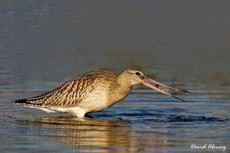 Ahora las playas son suyas