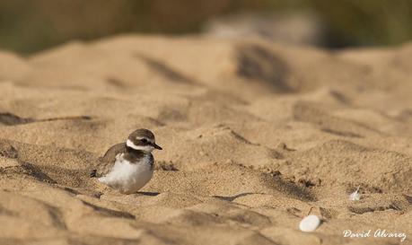 Ahora las playas son suyas