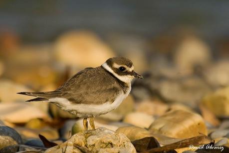 Ahora las playas son suyas