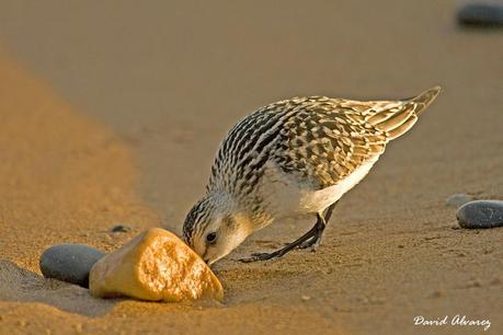 Ahora las playas son suyas