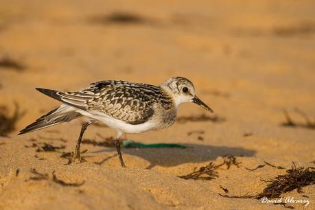 Ahora las playas son suyas