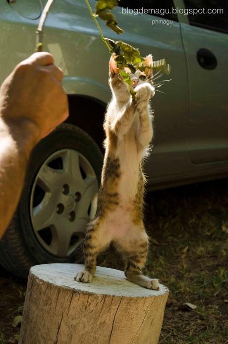 ♔ Proyecto de la A a la Z ♢