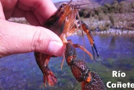 En Cañete: GORE LIMA AVANZA PLAN DE MANEJO DEL RECURSO HIDROBIOLÓGICO DEL CAMARÓN