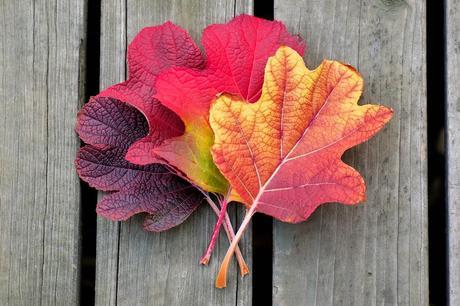 hojas de otoño