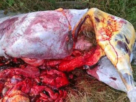 LA ESTUPIDEZ DE LA REALIDAD SUPERA CUALQUIER IMAGINACIÓN Por muy lejos que pueda llegar la ficción jamás alcanzará a la realidad, pues la necedad de las personas traspasa continuamente los límites trazados por memos anteriores. Es imprescindible ser un...