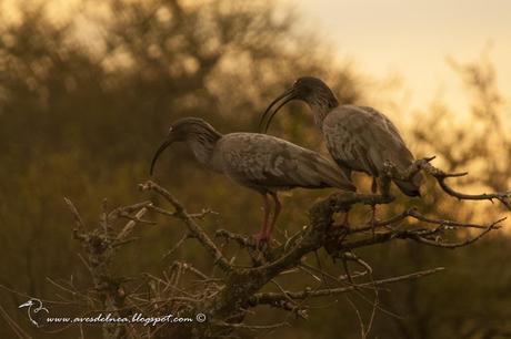 Bandurria mora (Plumbeous Ibis) Theristicus caerulescens