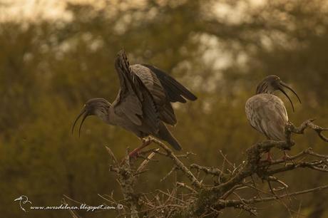 Bandurria mora (Plumbeous Ibis) Theristicus caerulescens