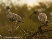 Bandurria mora (Plumbeous Ibis) Theristicus caerulescens