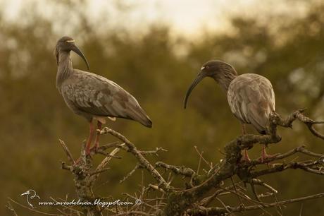 Bandurria mora (Plumbeous Ibis) Theristicus caerulescens