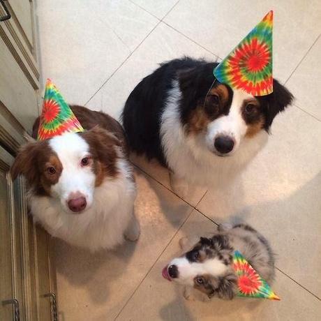 Leoncio el león o Tristón?