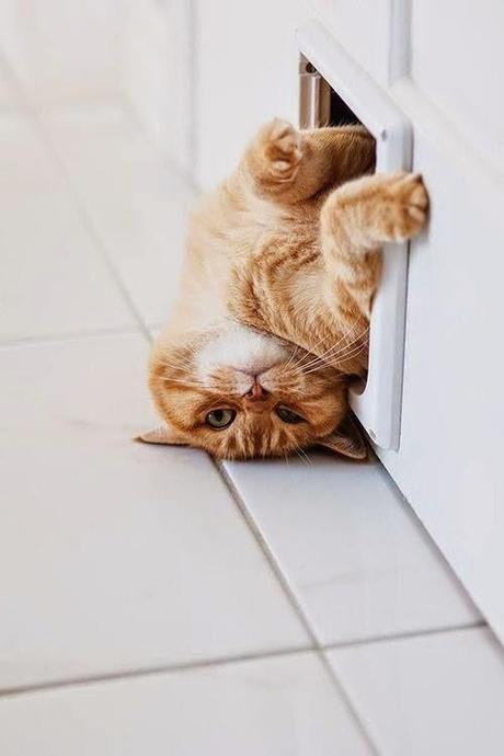 Leoncio el león o Tristón?