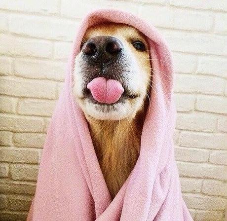 Leoncio el león o Tristón?